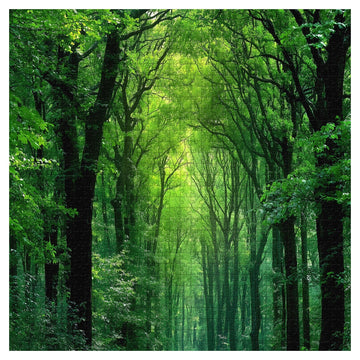 Peaceful Forest Jigsaw Puzzle 1000 Pieces